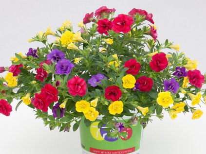 Trixi® Hot Petticoat '21