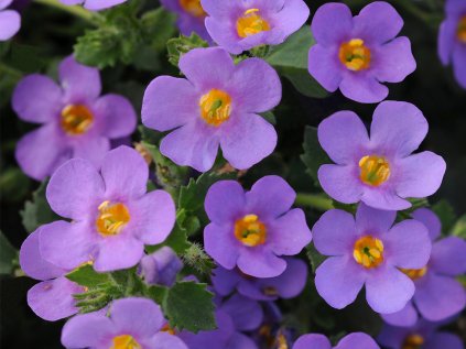 Bacopa velkokvětá Falls Blue | Sutera grandiflora