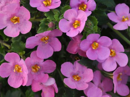 Bacopa velkokvětá Falls Summer Pink | Sutera grandiflora