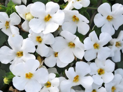 2403 bacopa velkokveta falls summer white 13