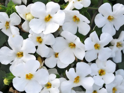 Bacopa velkokvětá Falls Summer White '13 | Sutera grandiflora