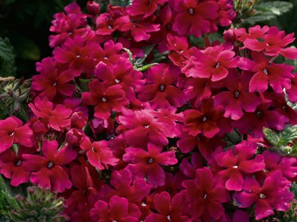 2406 sporys zkrizeny lascar burgundy