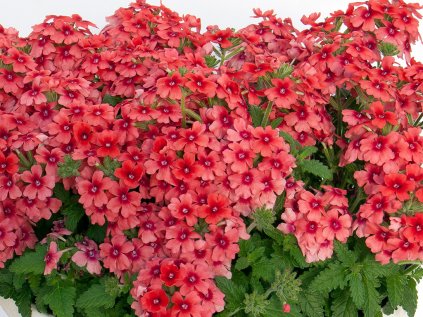 2409 sporys zkrizeny lascar mango orange