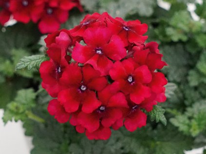 Sporýš zkřížený Lascar® Ruby Red | Verbena cultivars