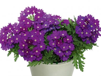 Sporýš zkřížený sel® Drums® Blue | Verbena cultivars