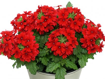 Sporýš zkřížený sel® Drums® Red | Verbena cultivars