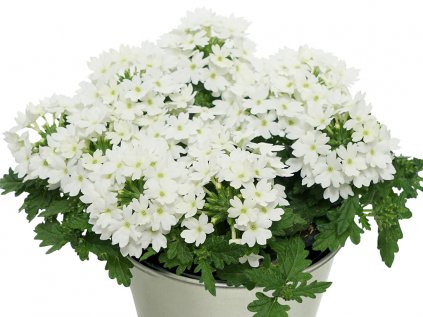 Sporýš zkřížený sel® Drums® White | Verbena cultivars