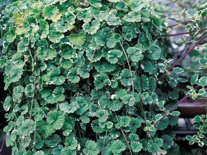 Popenec břečťanolistý 'Variegata' | Glechoma hederaceae