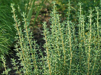 thymus vulgaris