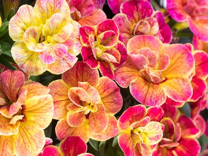 Chameleon Double Desert rose