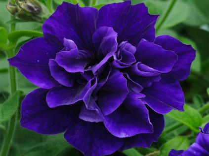 2478 petunie poloprevisla tumbelina belinda