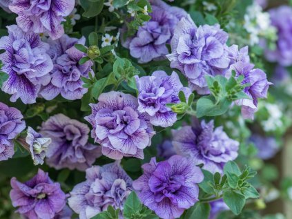 2481 petunie poloprevisla tumbelina priscilla