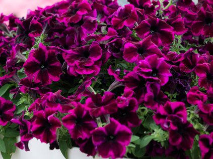 2493 petunie poloprevisla crazytunia cosmic purple