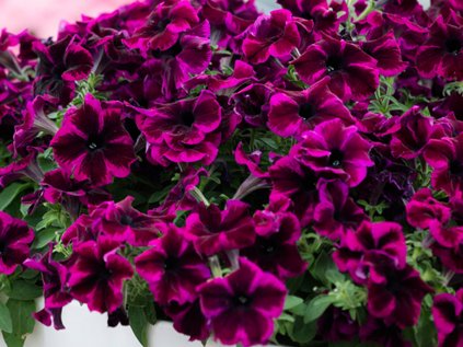 Petúnie polopřevislá Crazytunia Cosmic Purple | Petunia cultivars