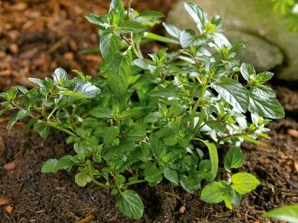 2523 mata peprna chocolate mint