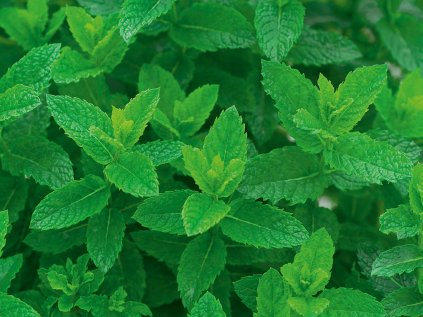 2526 mata klasnata maroccan