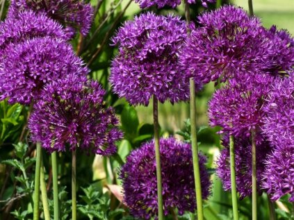 Česnek aflatunský - 1 ks v květináči | Allium aflatuense 'Purple Sensation'