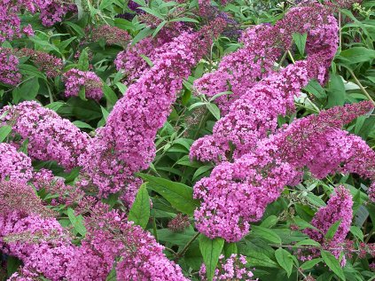 2592 komule davidova pink