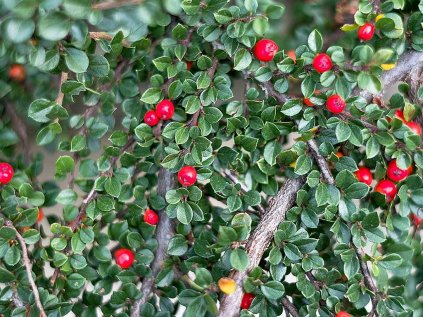 Skalník dammerův | Cotoneaster dammeri