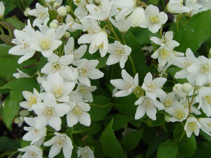 2610 trojpuk nezny nikko