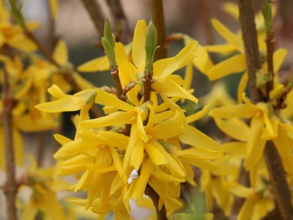 Zlatice prostřední | Forsythia x intermedia