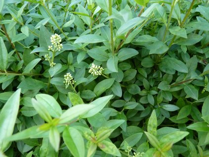 Ptačí zob obecný 'Atrovirens' | Ligustrum vulgare ´Atrovirens´