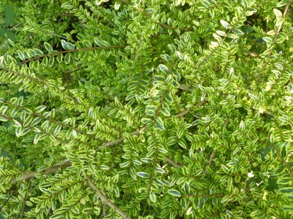 Zimolez leský 'Lemon Beauty'