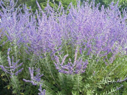 Perovskia lebedolistá 'Blue Spire'