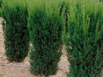 Tis prostřední 'Hicksii' | Taxus media 'Hicksii'