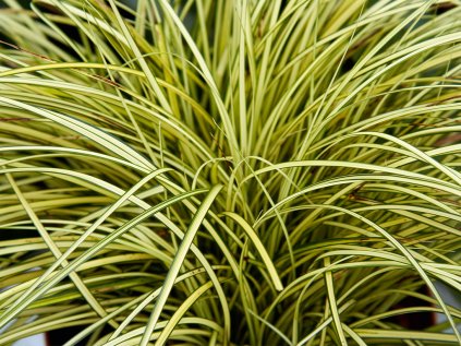 Ostřice 'Jenneke' | Carex brunera 'Jenneke'