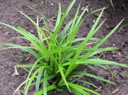 Ostřice japonská 'Irish Green'
