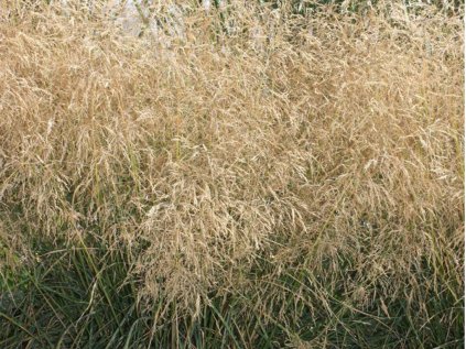 Metlice trsnatá 'Bronzeschleier' | Deschampsia cespitosa 'Bronzeschleier'