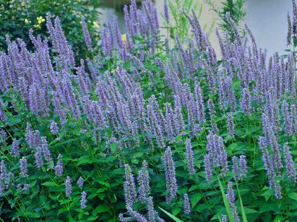 2895 agastache blue fortune