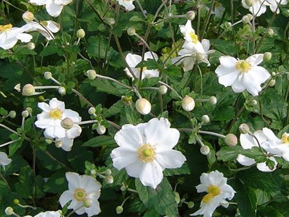 2916 sasanka honorine jobert