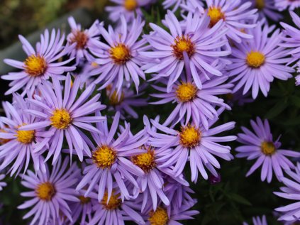 Aster Mittlemer
