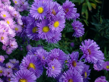 Hvězdnice novobelgická 'Sarah Ballard'