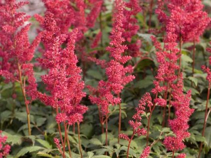 Čechrava Arendsova 'Fanal' | Astilbe x arendsii 'Fanal'