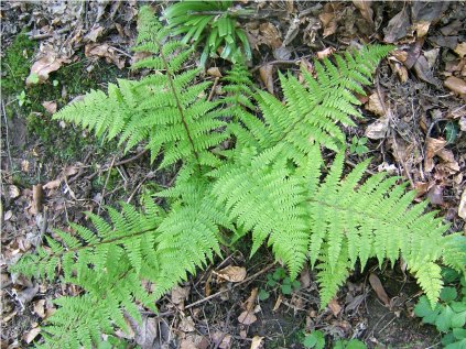 Papratka samičí | Athyrium filix-femina