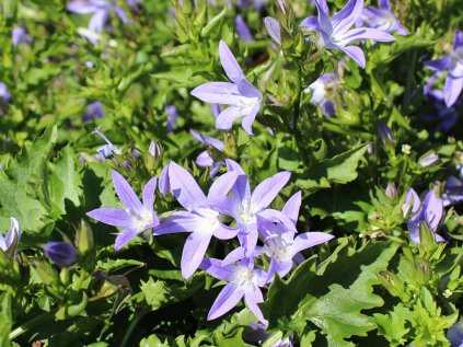 Zvonek Poscharkův 'Blue' | Campanula poscharskyana 'Blue'