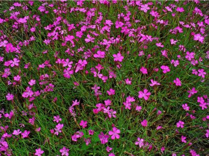 2970 hvozdik kropenaty brilliant