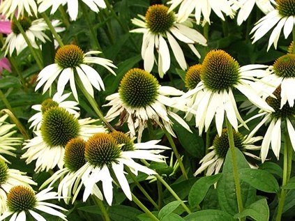 Třapatka nachová 'White Swan' | Echinacea purp. 'White Swan'