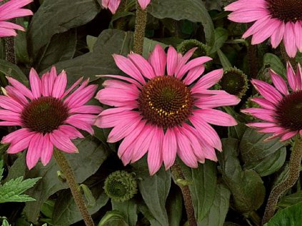 Třapatka nachová 'Meditation Pink'