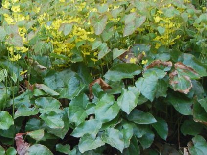 2979 skornice zperena