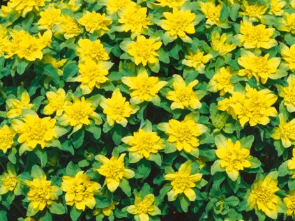 2982 prysec mnohobarvy