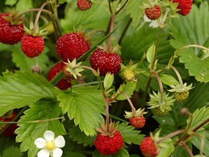 2988 jahodnik mesicni