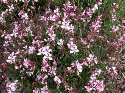 2994 svickovec lindheimeruv siskiyou pink