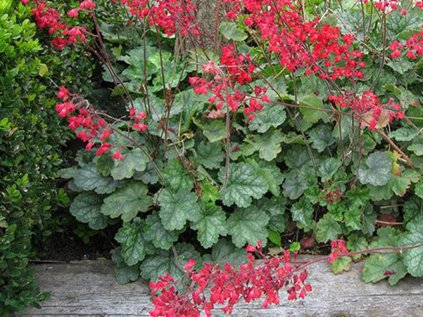 3003 dluzicha leuchtkafer