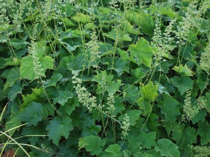 3006 dluzicha autumn bride heuchera villosa autumn bride