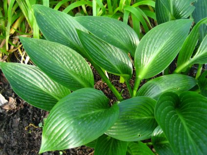 Bohyška 'Devon Green'