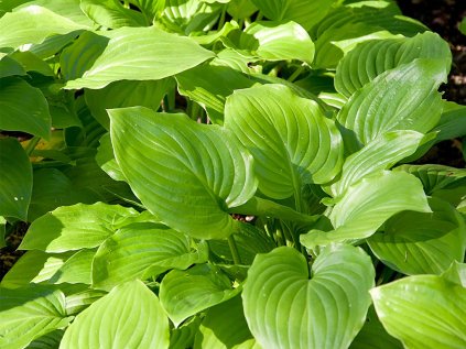 Bohyška jitrocelová 'Grandiflora' | Hosta plantaginea 'Grandiflora'